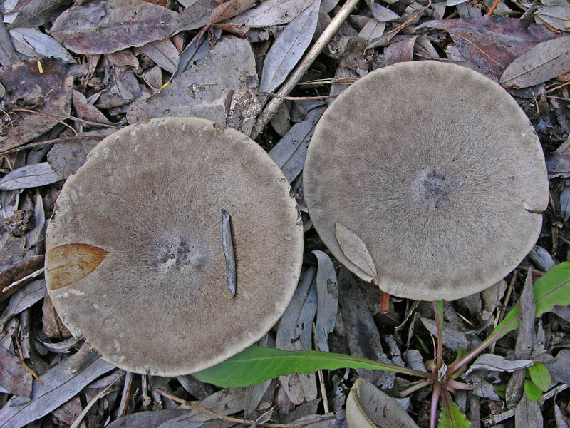 Melanoleuca da determinare.